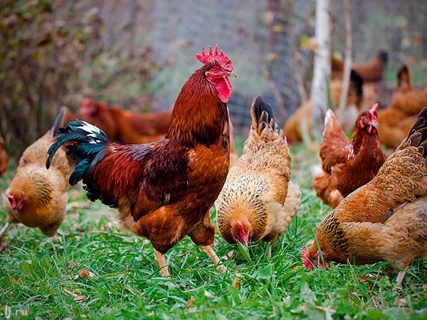 Породы куриц | ЗооТом - продажа, вязка и услуги для животных в Анапе
