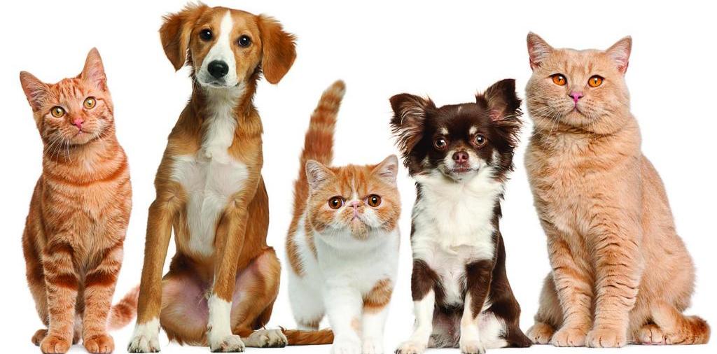 Доска объявлений о животных | ЗооТом - продажа, вязка и услуги для животных в Анапе
