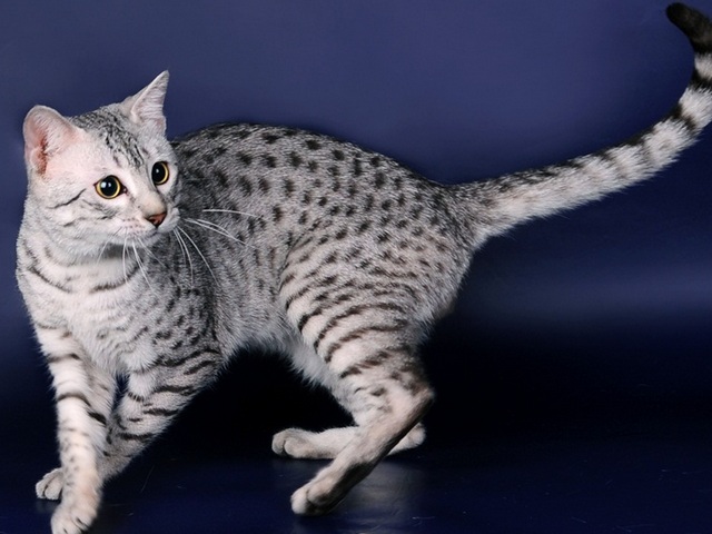 Породы кошек в Анапе | ЗооТом портал о животных