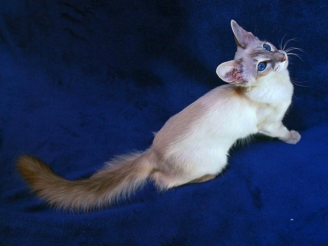 Выведенные породы кошек в Анапе | ЗооТом портал о животных