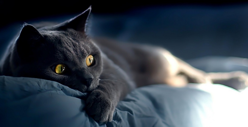 Объявления о кошках | ЗооТом - продажа, вязка и услуги для животных в Анапе