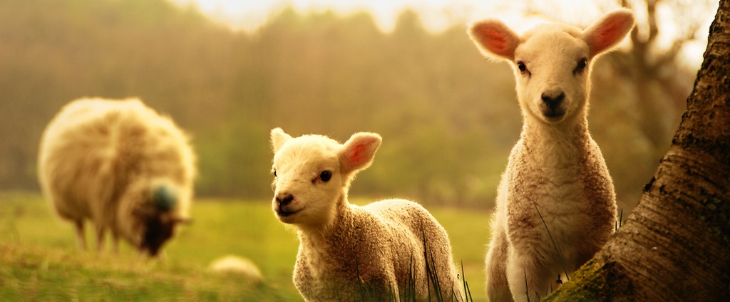 Объявления о сельскохозяйственных животных | ЗооТом - продажа, вязка и услуги для животных в Анапе