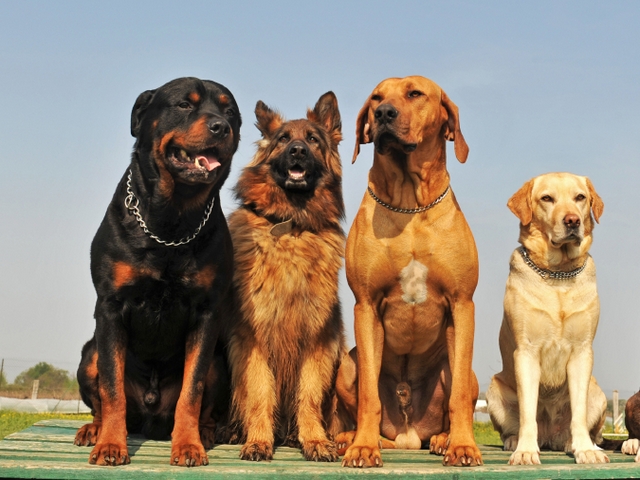 Крупные породы собак в Анапе | ЗооТом портал о животных
